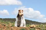 FOX TERRIER 132